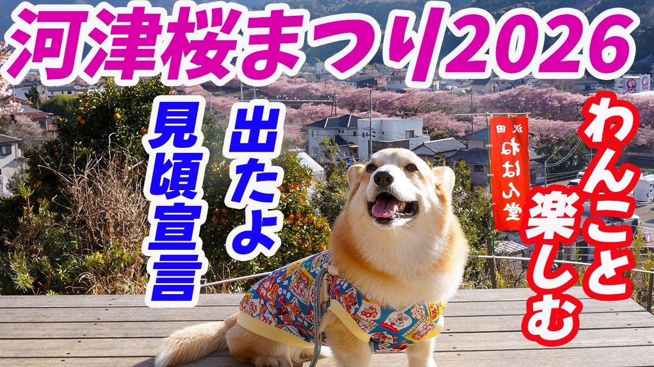 【河津桜まつり２０２６】公式見頃宣言！食べて、見て、ライトアップまで楽しんだ！