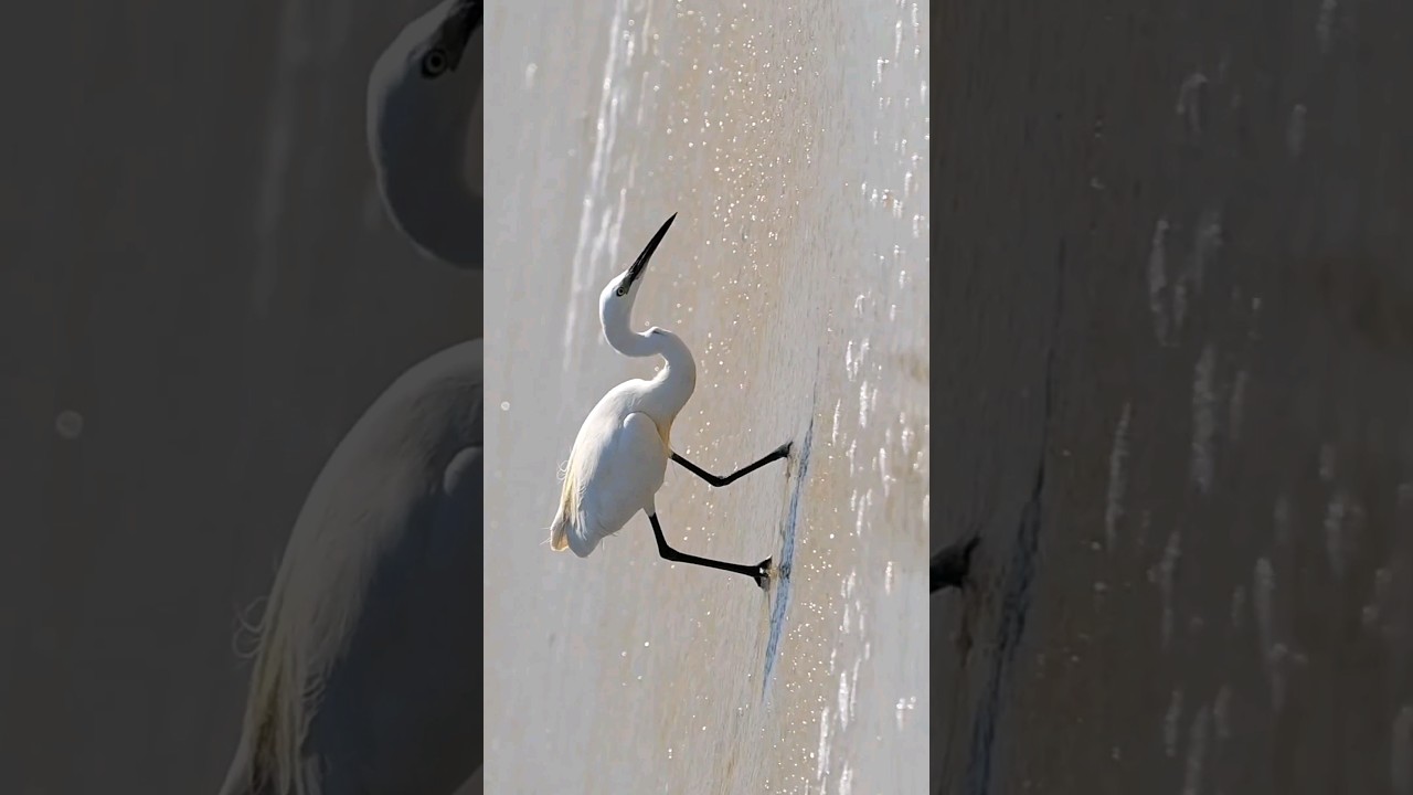 Egret on seawave|