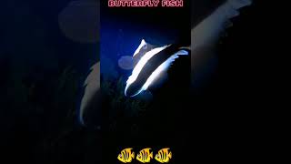 Butterfly fish and Beautiful Sound Under the sea at night