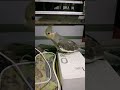 Rio ko cooler pasand hai #birds #cockatiel #talkingparot #video #parrot #pigeon