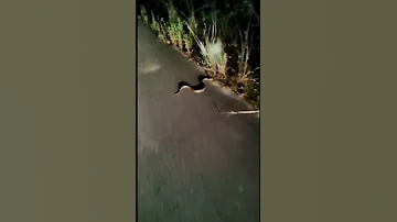 أفعى ثعبان اكسبلور السعودية اليوتيوب حشرات خطيره Snake تحذيرات وتنبيهات فيديو سم الطبيعة 