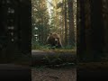 INSANE GRIZZLY CHASE! RUNNER ESCAPES!