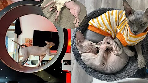 Watch the video about Sphynx Cats Do The Funniest Things For Attention