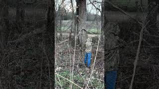 Coon Trapping   #shorts #nwtf #racoon #trapping