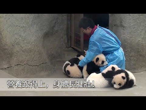 《熊貓早晚安》熊家的成長離不開操心的奶爸！營養液補起來！ | iPanda