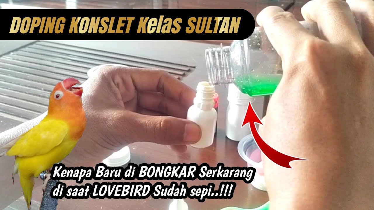 DOPING Lovebird KONSLET Kelas SULTAN Ternyata cuma begini‼️