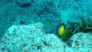 Clownfish attack, red see - Clownfisch Attacke im Roten Meer