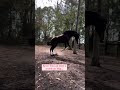 OTTB Turns Bucking Bronco