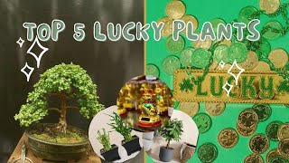 Top 5 LUCKY PLANTS| Maswerteng HALAMAN Lucky Plants sa Feng shui.