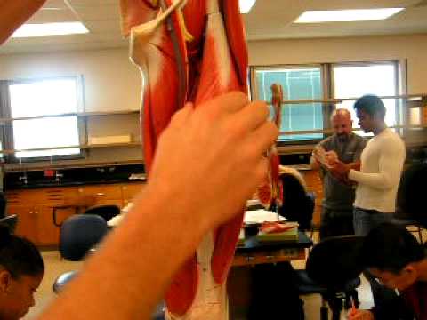 Muscles of the Pelvic Girdle and Lower Limb - YouTube