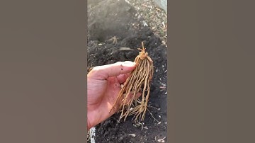 Planting asparagus crowns