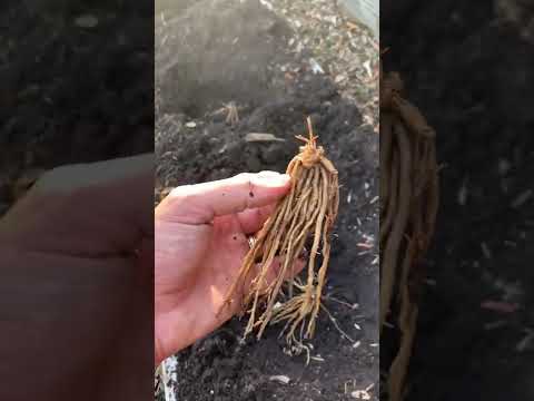 Video: Asparagus Crown Rot - Kuşkonmazın Fusarium Crown Rot Hakkında Bilgi Edinin