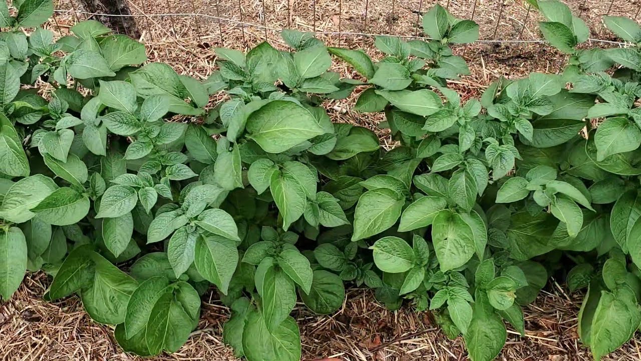 Planting Potatoes in North Florida (Zone 9a) 🌱 Time-Lapse Garden Planting