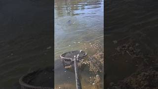 Lucky Northern Pike Catch on 4lb test Perch Fishing Rig 🎣 @stcroixrodsvideo