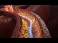 The Golden Wax - Your Complete Guide to Heart Health &amp; Cholesterol Management