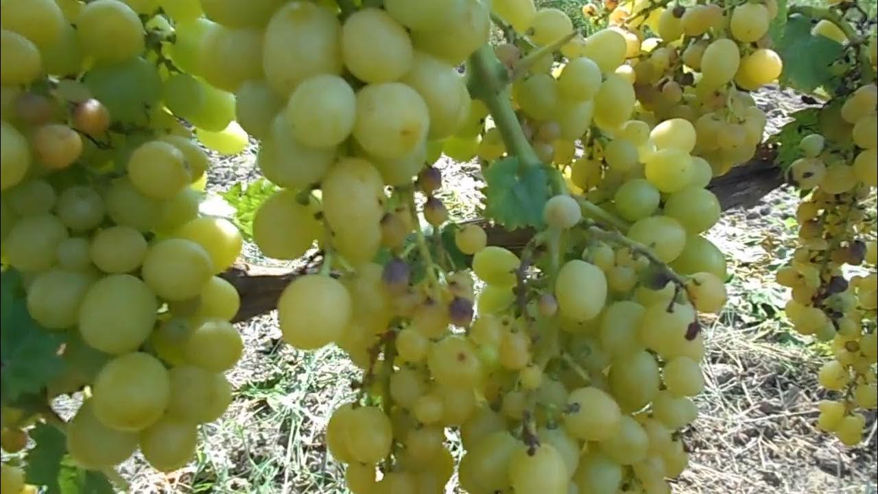 Виноград вайт роуз описание сорта фото отзывы