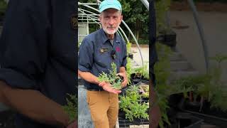 SEPS 2026 Rare Plant Auction is live!  Sun plants (part 1)