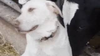 Funny Animal Two Cow Kiss A Dog