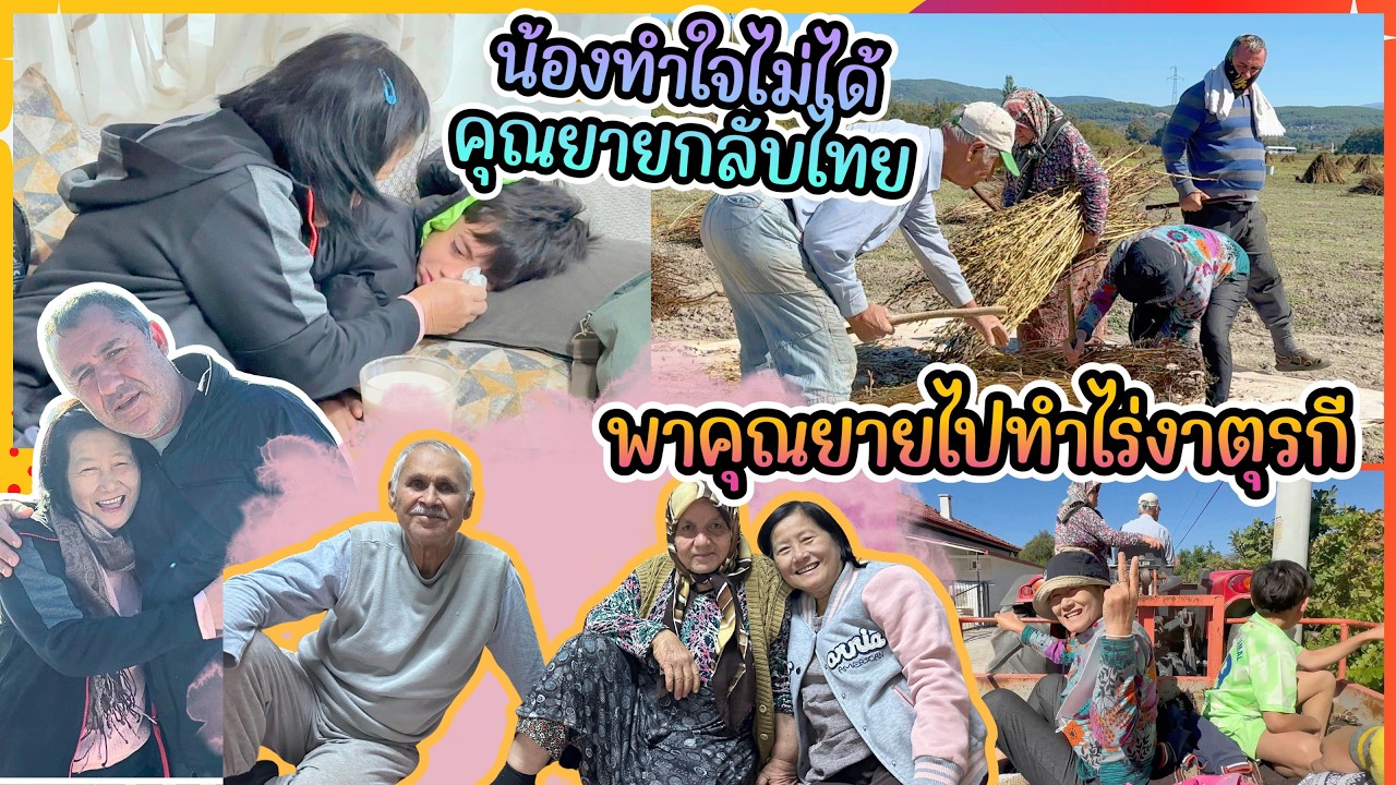 EP463 พาคุณยายไปเก็บเกี่ยวงาตุรกีกับปู่ย่า เทศกาลงาตุรกีครั้งแรก คุณยายกลับไทยแล้วแต่น้องทำใจไม่ได้