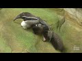 What would you name this giant anteater pup?