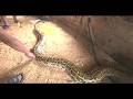4 Men Couldn’t Lift This Monster Snake | Woman Suddenly Feels Something Moving Beside Her