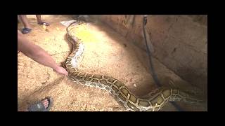 GIANT Python Caught in Village! 4 People Struggle to Carry This Massive Snake 😱 Profile