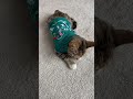 Kitty is Christmas sweater! #catkittenanimal #catbehavior #catlover