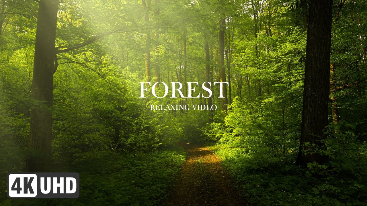 Forest In 4K | Relaxing Video - 4K Ultra HD | Wild Wonders