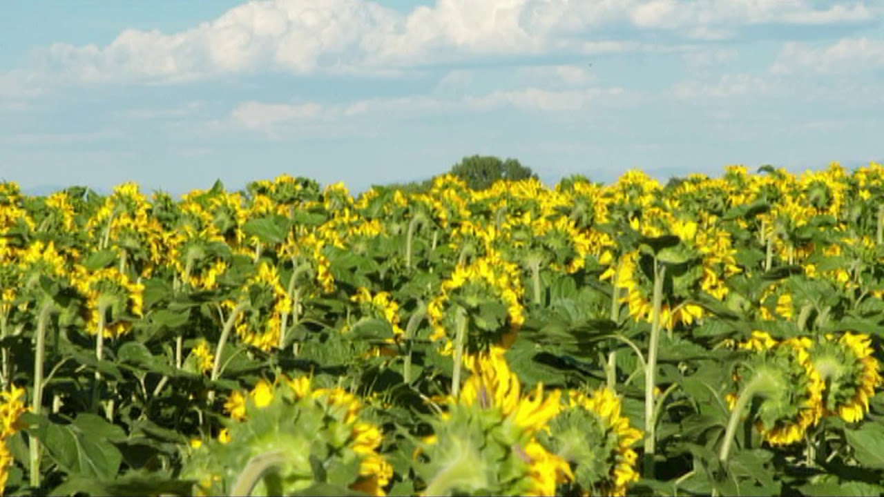 Wyoming River Land for Sale YouTube