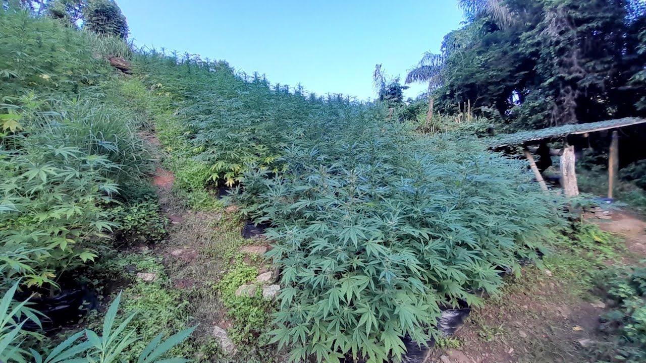 $1.3 Million In Cannabis Destroyed, One Arrested