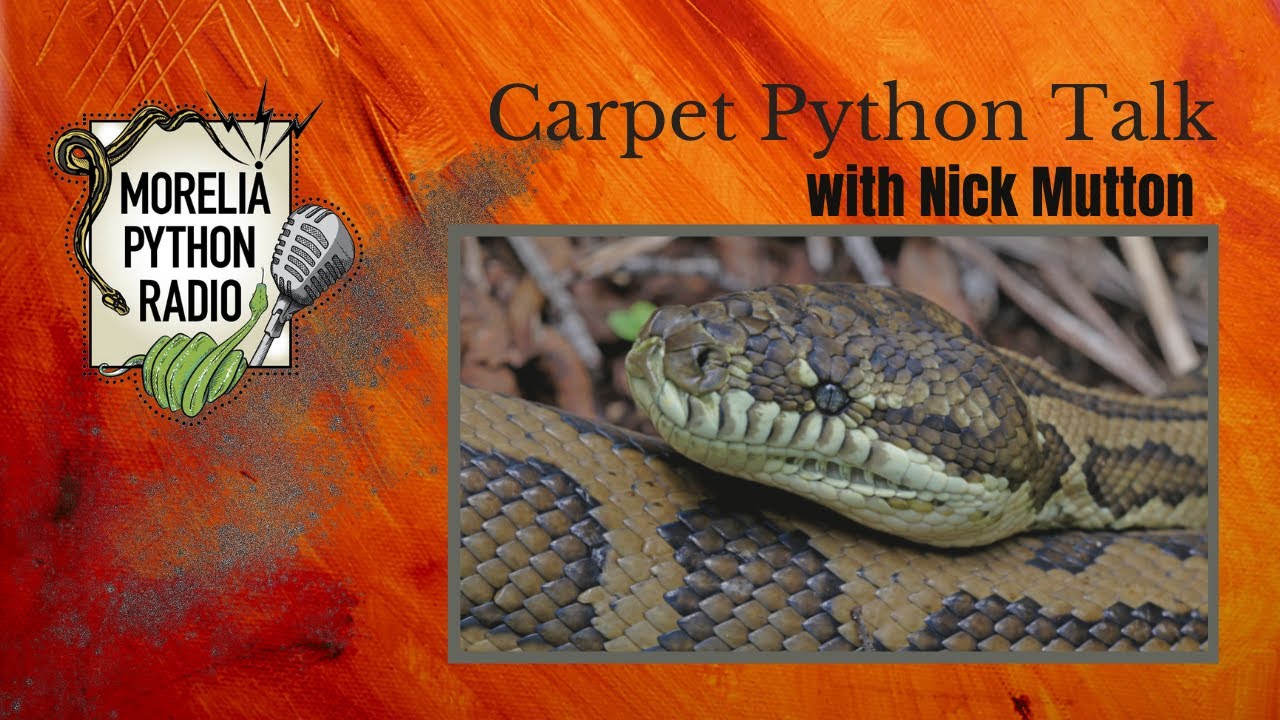 Python Talk Rattle Carpet Python talk w/ Nick Mutton of Inland Reptiles - YouTube