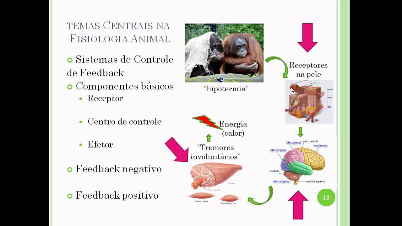 Fisiologia Animal