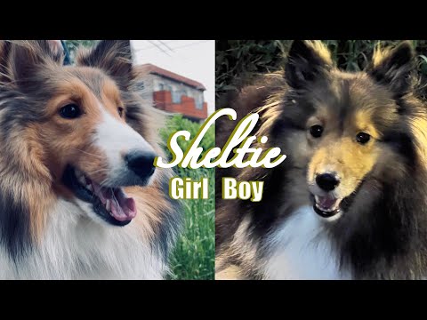 【シェルティ】シェットランドシープドッグ イケメンと美女 Dogcinematic【犬vlog】