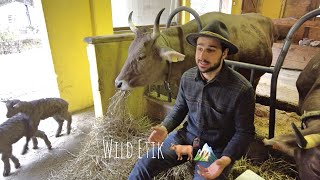 Falsi Miti Sulla Carne - Allevamenti Etici E Consumo Consapevole - Wild Etik