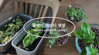 봄맞이 베란다 텃밭 Balcony garden in spring