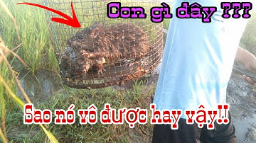 Đặt Lợp Ếch Mưu Sinh Của Anh Em Miền Tây || Bẫy Ếch Mùa Khô Hạn | Catch Frog // Học vlog