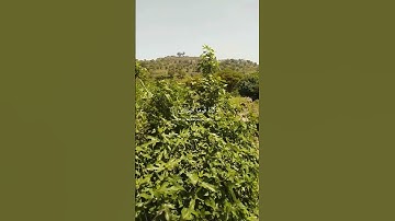قالوا ربنا غلبت علينا شقوتنا وكنا قوما ضالين /المؤمنون | القارئ🎙️اسلام صبحي