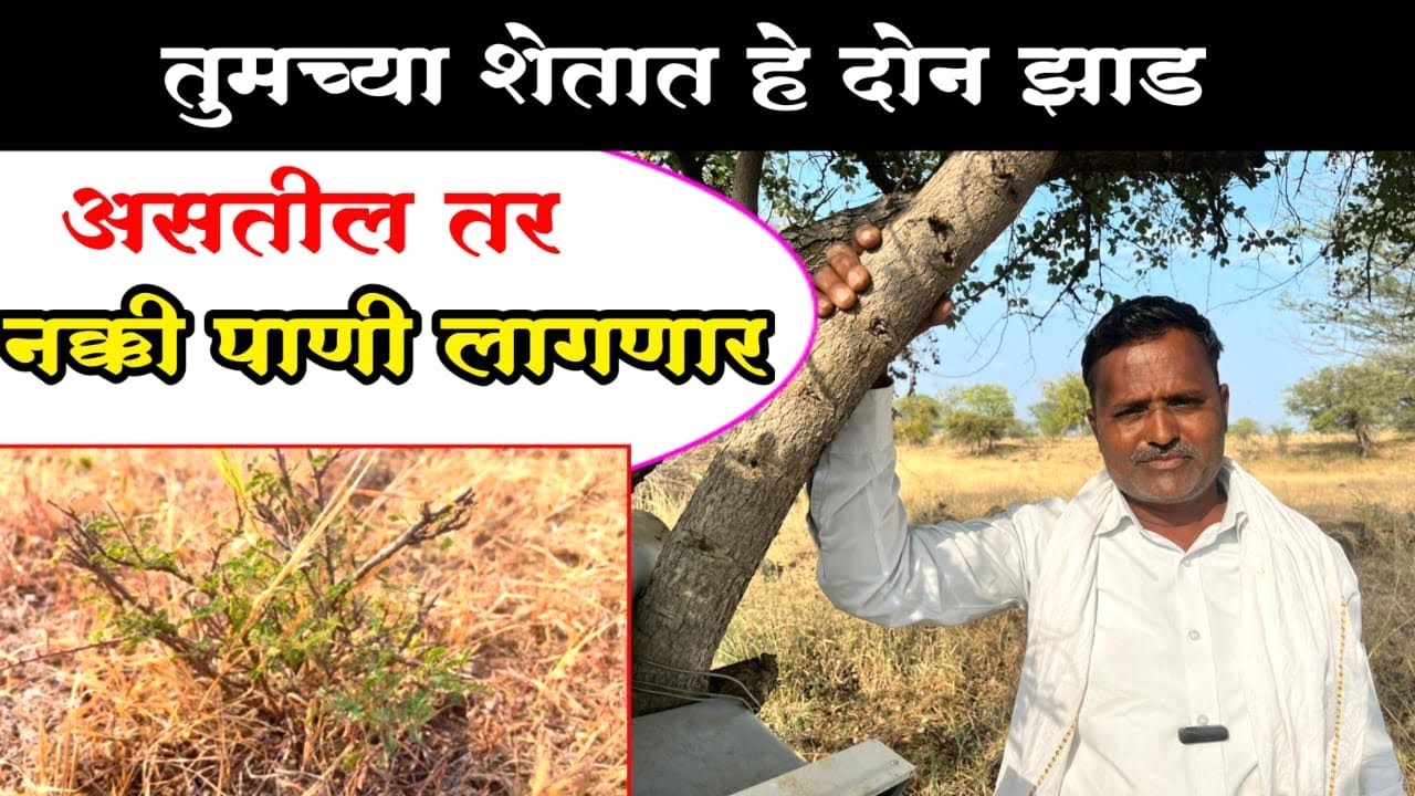 तुमच्या शेतात हे दोन झाड असतील तर नक्की पाणी लागणार.