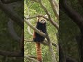 Adira the Red Panda