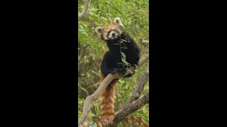 Adira the Red Panda