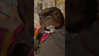 Supergirl - Unconditional's Pawtner Program by Unconditional Rescue 46 views 1 year ago 1 minute, 11 seconds