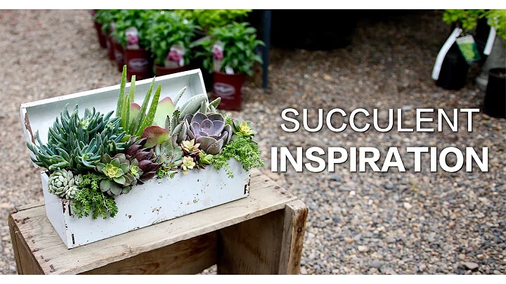 Succulent Inspiration - DayDayNews