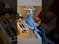 funniest parrot moments