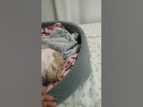 LOVE YOUR DOG AND TREAT LIKE A MEMBER OF YOUR FAMILY. THEN YOU'LL BE BLESSED🙏🙏 ️😍 - YouTube