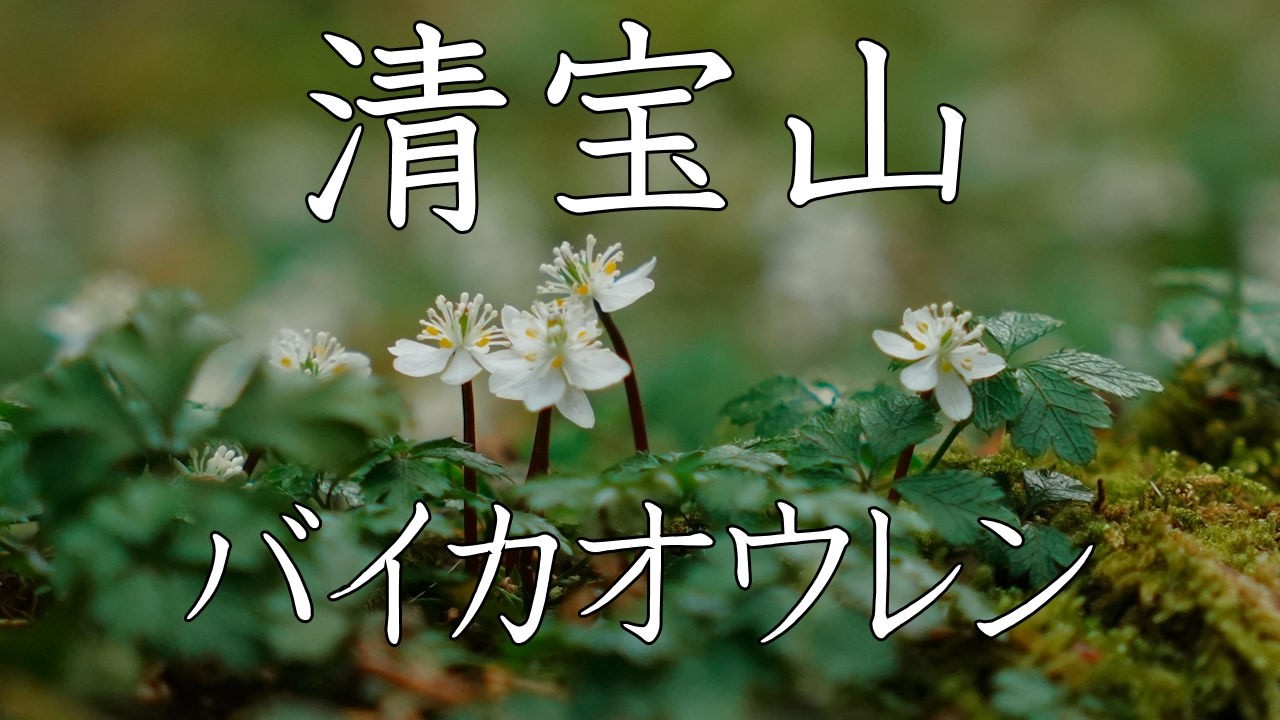 【登山】バイカオウレンと清宝山　2026年2月7日（高知県）【登山　高知】【登山　四国】