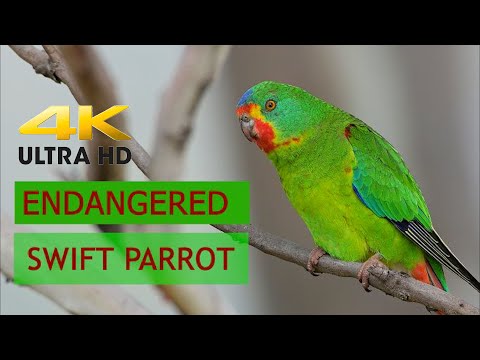 ENDANGERED SWIFT PARROTS. Short Film documenting these stunning Parrots. Filmed Tasmania 2020. ABM.