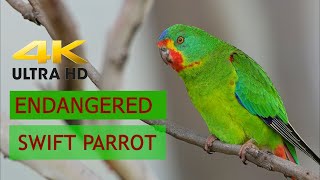 ENDANGERED SWIFT PARROTS. Short Film documenting these stunning Parrots. Filmed Tasmania 2020. ABM.