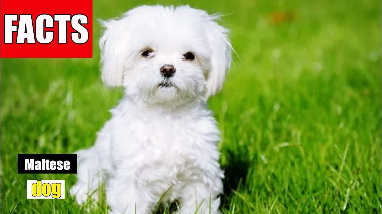 Maltese Dog  Top 10 Facts