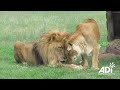 Lion Kisses