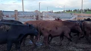 Schmitt Replacement Heifers at LLA 6-14-22